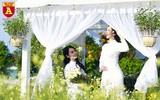 Ngẩn ngơ ngắm hoa khôi sinh viên Hà Nội khoe sắc bên cúc họa mi